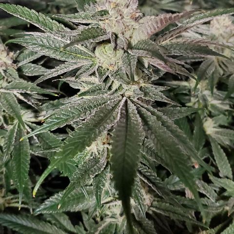 Section A (Solfire) growlog timeline photo