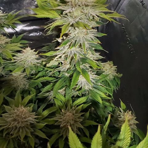 Hella Jelly (HSC) growlog timeline photo
