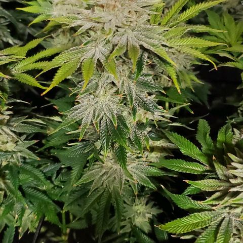 Hella Jelly (HSC) growlog timeline photo