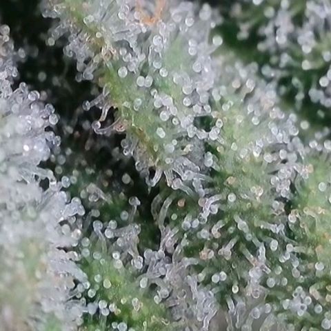 Hella Jelly (HSC) growlog timeline photo
