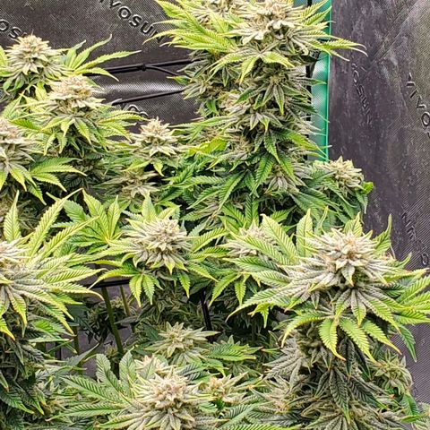 Hella Jelly (HSC) growlog timeline photo