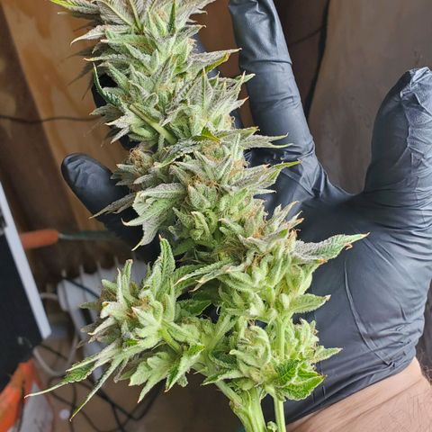 Hella Jelly (HSC) growlog photo: Chop day l.