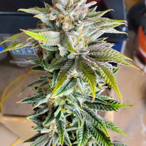 Hella Jelly (HSC) growlog photo: Chop day l.