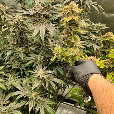 Hella Jelly (HSC) growlog photo: Chop day l.