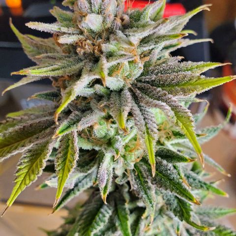Hella Jelly (HSC) growlog photo: Chop day l.