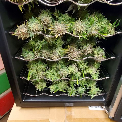 Hella Jelly (HSC) growlog photo: Chop day l.
