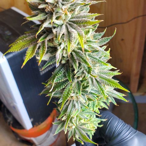 Hella Jelly (HSC) growlog photo: Chop day l.