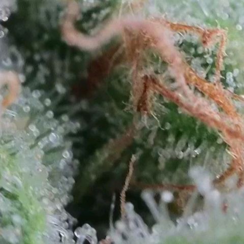 Hella Jelly (HSC) growlog timeline photo