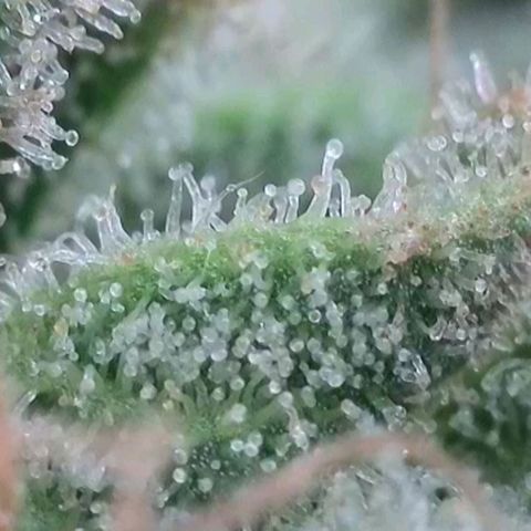 Hella Jelly (HSC) growlog timeline photo
