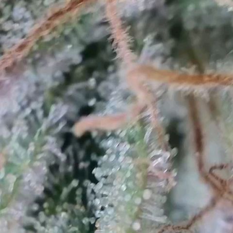 Hella Jelly (HSC) growlog timeline photo