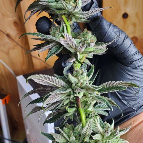 Section A (Solfire) growlog photo: Chopped a single but to dry and sample. Plant needs at least one more week 