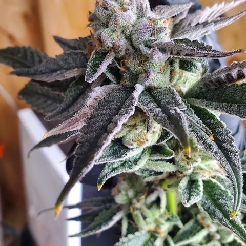 Section A (Solfire) growlog photo: Chopped a single but to dry and sample. Plant needs at least one more week 
