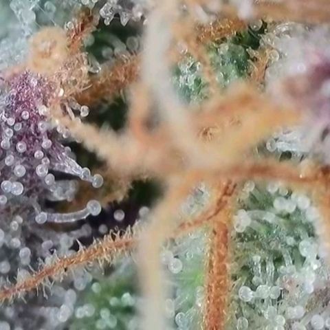 Section A (Solfire) growlog photo: Chopped a single but to dry and sample. Plant needs at least one more week 