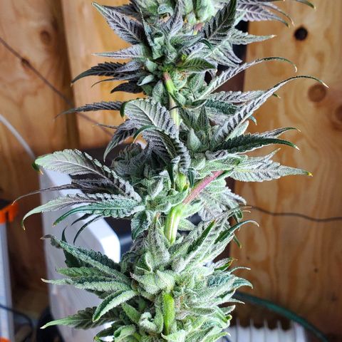 Section A (Solfire) growlog photo: Chopped a single but to dry and sample. Plant needs at least one more week 