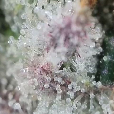 Section A (Solfire) growlog photo: Chopped a single but to dry and sample. Plant needs at least one more week 