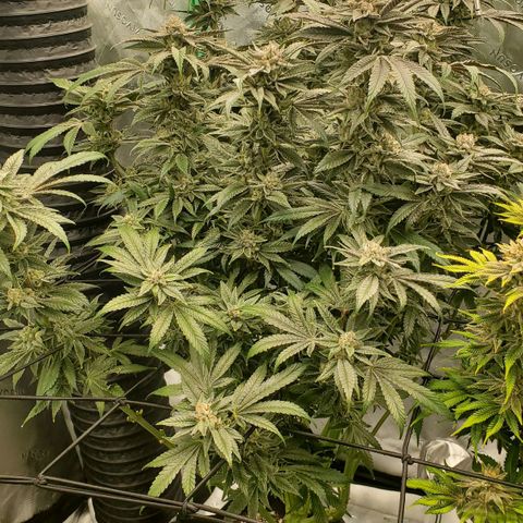Section A (Solfire) growlog timeline photo
