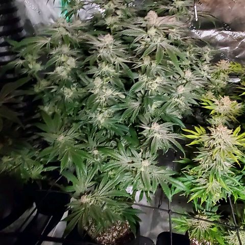 Section A (Solfire) growlog timeline photo
