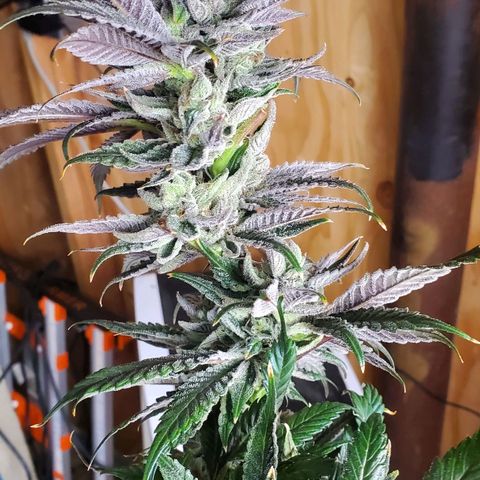 Section A (Solfire) growlog photo: Chopped down. Buds are extremely dense with a very loud nose. Smells of lemon pinesol, skunk and a sweet background. Fan leaves are heavily frosted. Top colas turned dark purple. Flower has spots of pink.