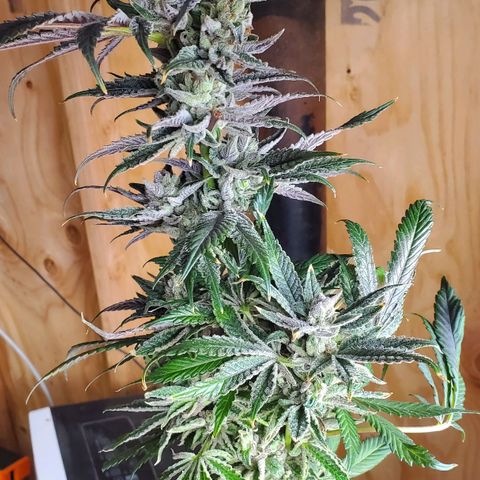 Section A (Solfire) growlog photo: Chopped down. Buds are extremely dense with a very loud nose. Smells of lemon pinesol, skunk and a sweet background. Fan leaves are heavily frosted. Top colas turned dark purple. Flower has spots of pink.