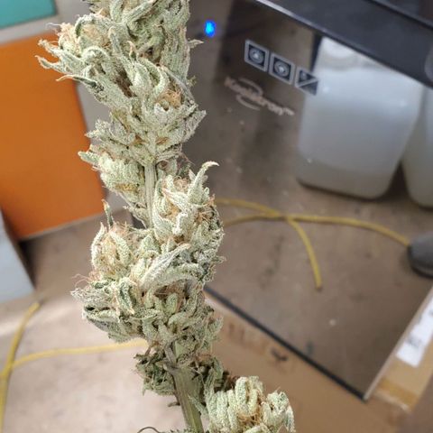 Hella Jelly (HSC) growlog photo: Trimmed today and put in grove bags to cure. Some of the larger buds on the top shelf fridge needed more time.