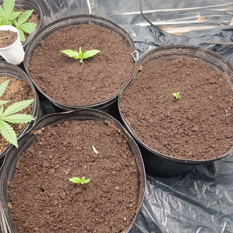 Northern lights  #1 growlog timeline photo