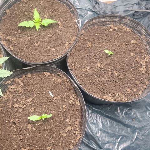 Northern lights  #1 growlog timeline photo