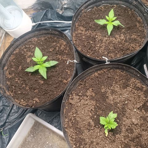 Northern lights  #1 growlog timeline photo