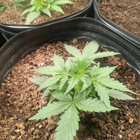 Ak 47 growlog timeline photo
