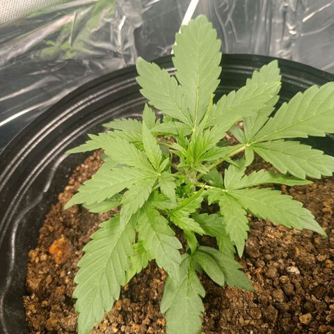 London cheese  growlog timeline photo