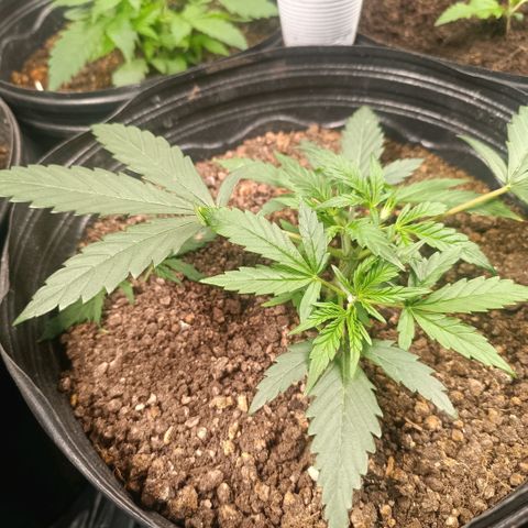 Lemon haze growlog timeline photo