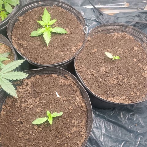 Northern lights  #1 growlog timeline photo
