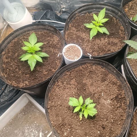 Northern lights  #1 growlog timeline photo