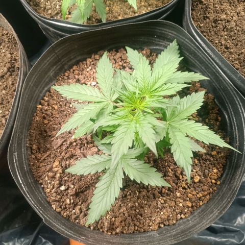 Ak 47 growlog timeline photo