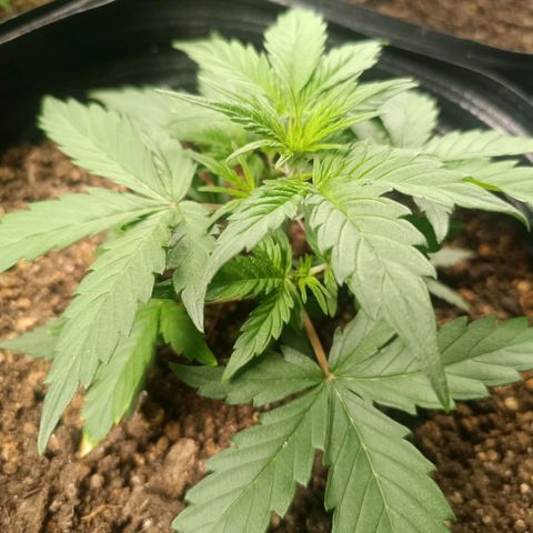 Ak 47 growlog timeline photo