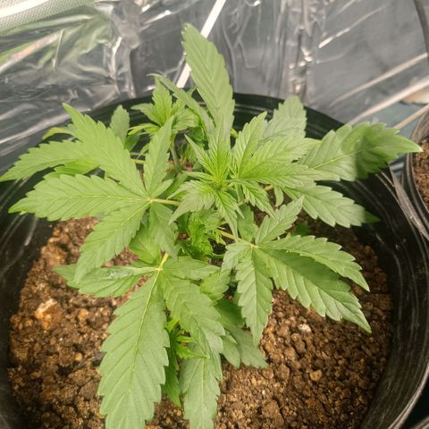 London cheese  growlog timeline photo