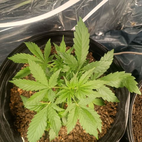 London cheese  growlog timeline photo