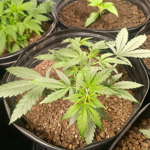 Lemon haze growlog timeline photo