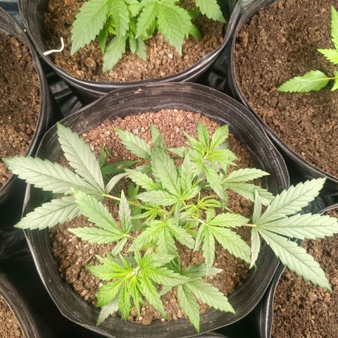 Lemon haze growlog timeline photo