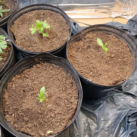 Northern lights  #1 growlog timeline photo