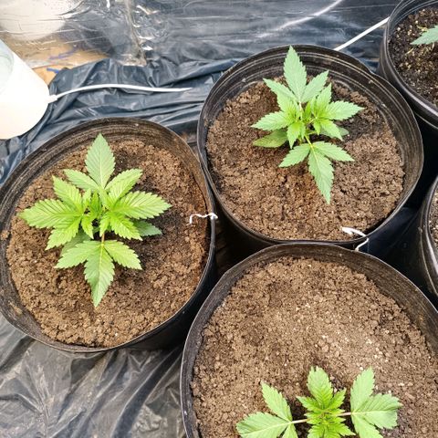 Northern lights  #1 growlog timeline photo