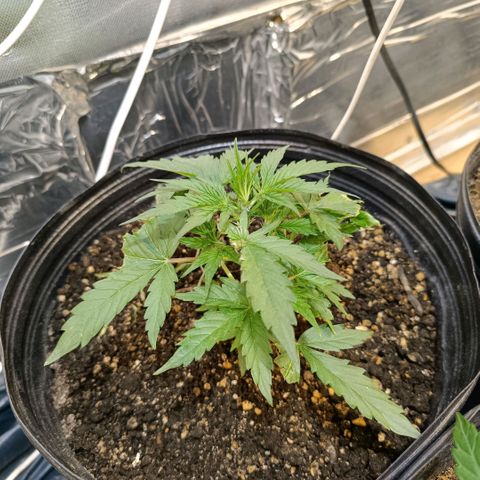 Ak 47 growlog timeline photo
