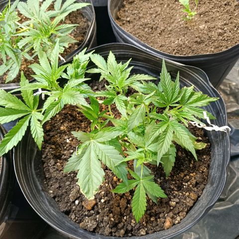 London cheese  growlog photo: Feito lst 