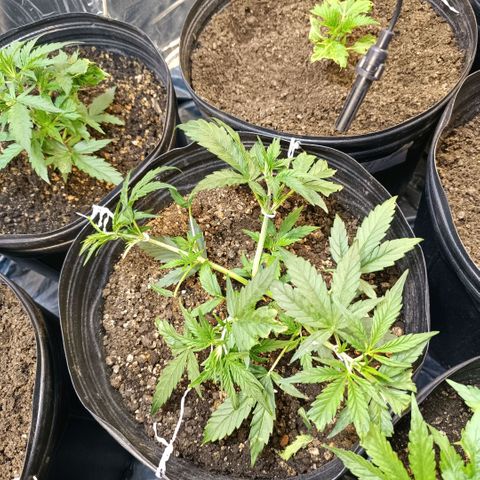 Lemon haze growlog photo: Feito lst 