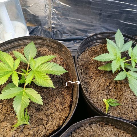 Northern lights  #1 growlog photo: Poda na 1 e na 3 