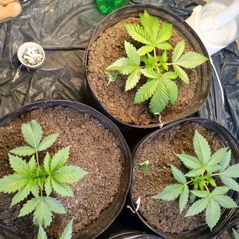 Northern lights  #1 growlog timeline photo