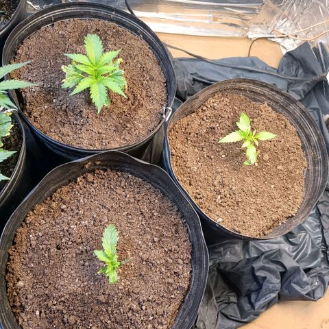 Northern lights  #1 growlog timeline photo