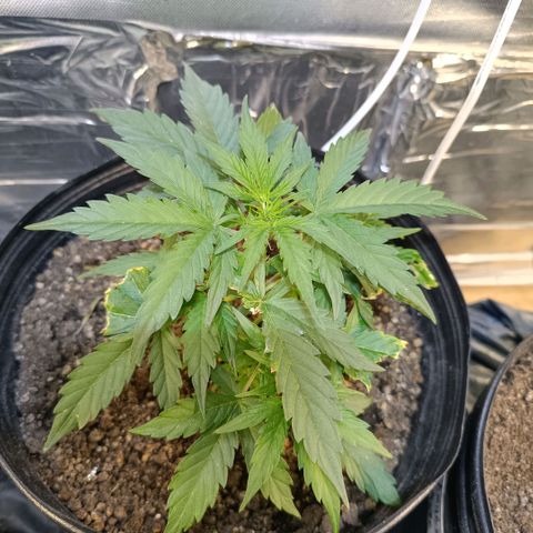 Ak 47 growlog timeline photo