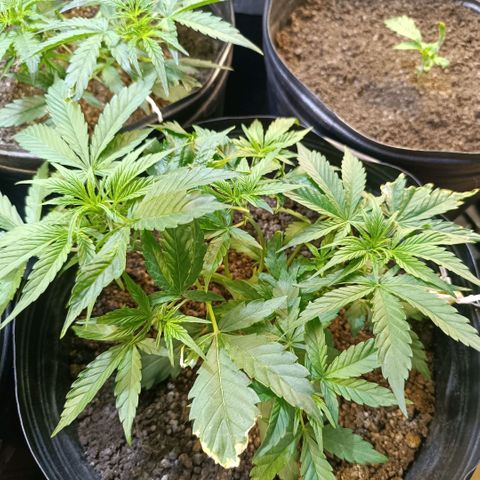 London cheese  growlog timeline photo