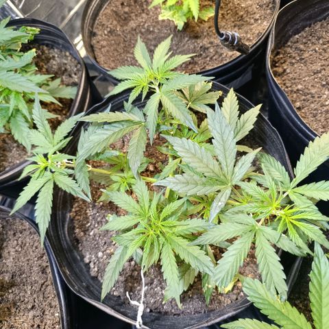 Lemon haze growlog timeline photo
