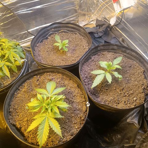 Northern lights  #1 growlog timeline photo